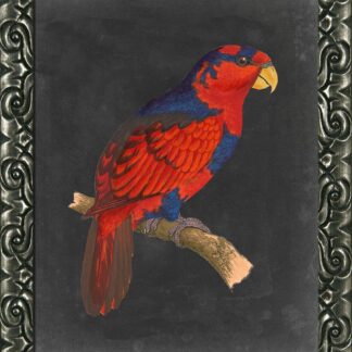 Dramatic Parrots III - Framed Print Wall Art