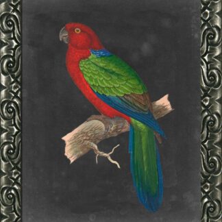 Dramatic Parrots IV - Framed Print Wall Art